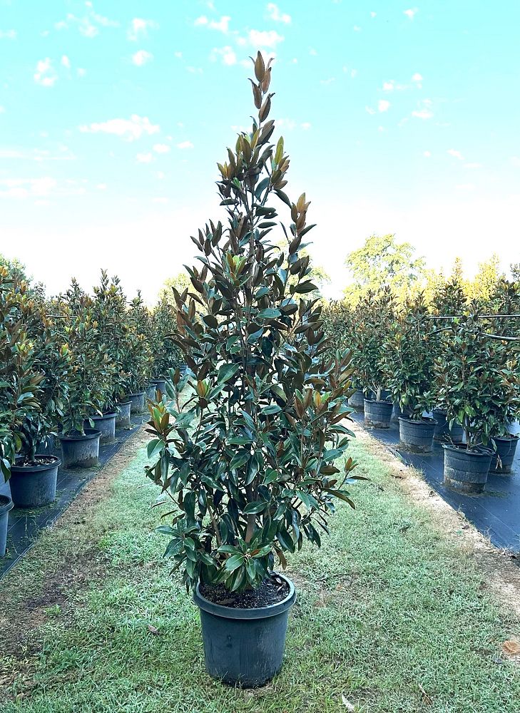 magnolia-grandiflora-tmgh-southern-magnolia-alta