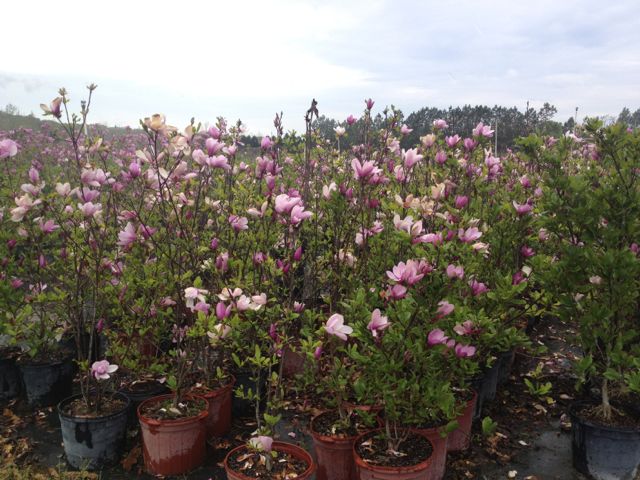 magnolia-jane-deciduous-magnolia