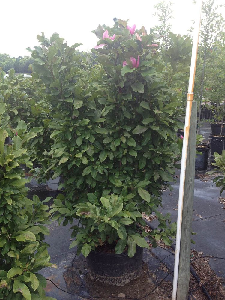 magnolia-jane-deciduous-magnolia