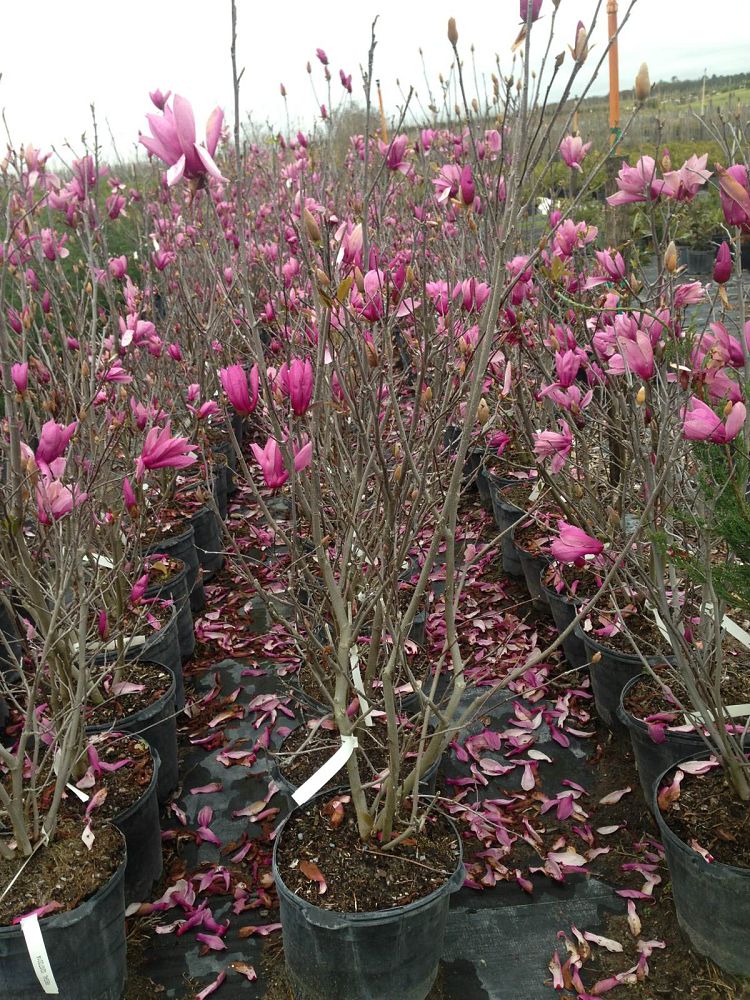 magnolia-jane-deciduous-magnolia