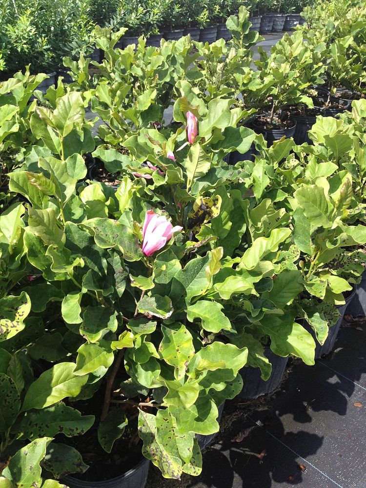 magnolia-jane-deciduous-magnolia