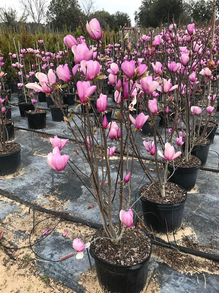 magnolia-jane-deciduous-magnolia