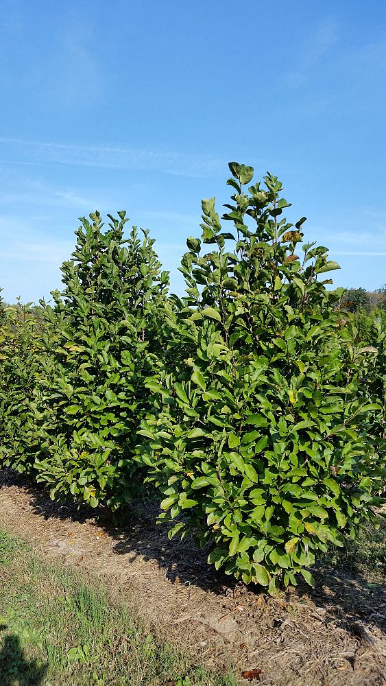 magnolia-jane-deciduous-magnolia
