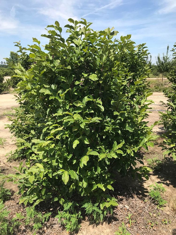 magnolia-jane-deciduous-magnolia