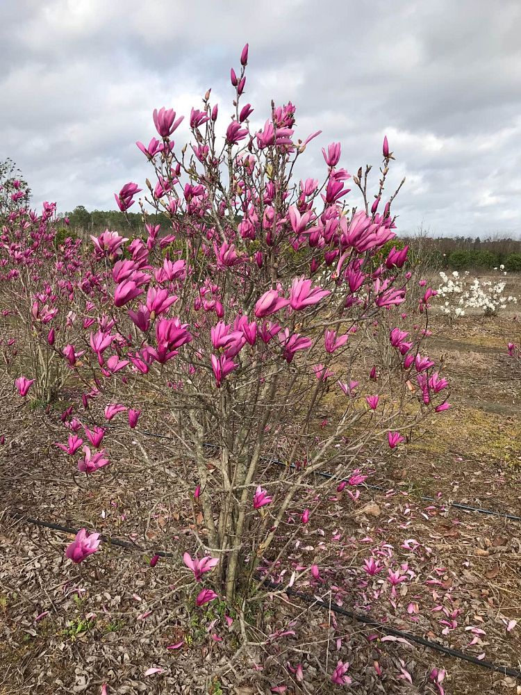 magnolia-jane-deciduous-magnolia