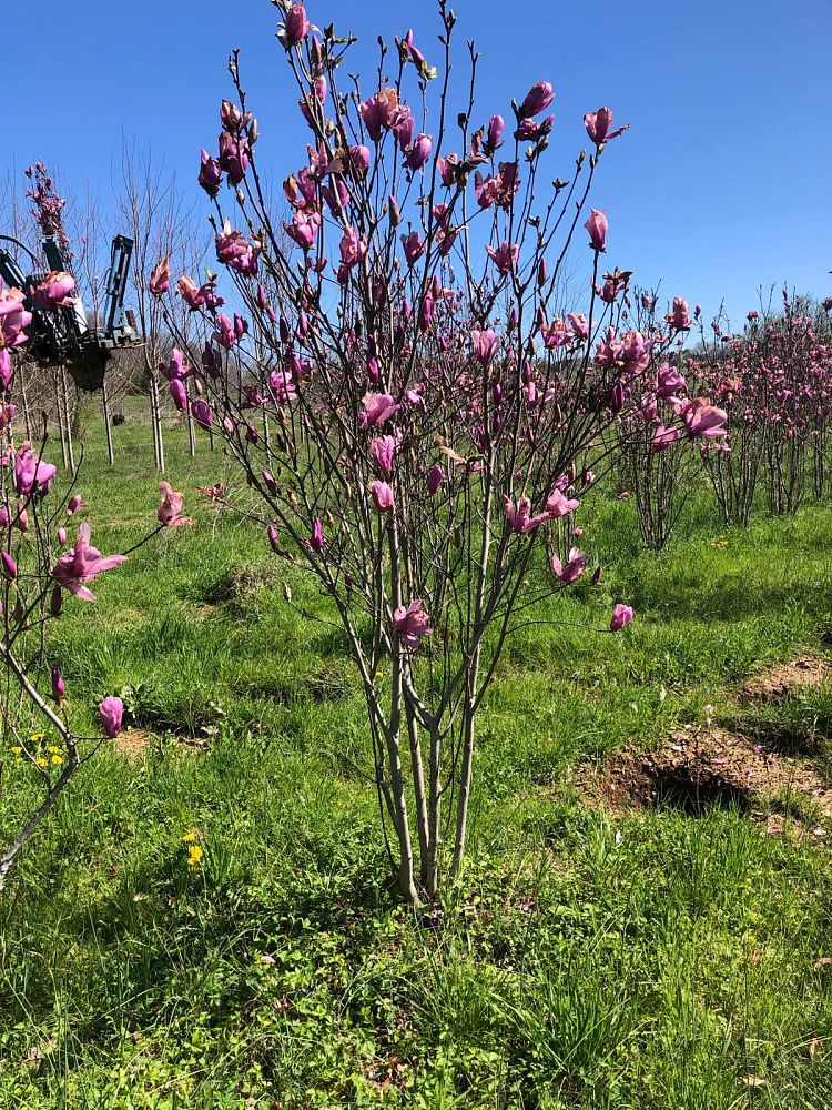 magnolia-jane-deciduous-magnolia