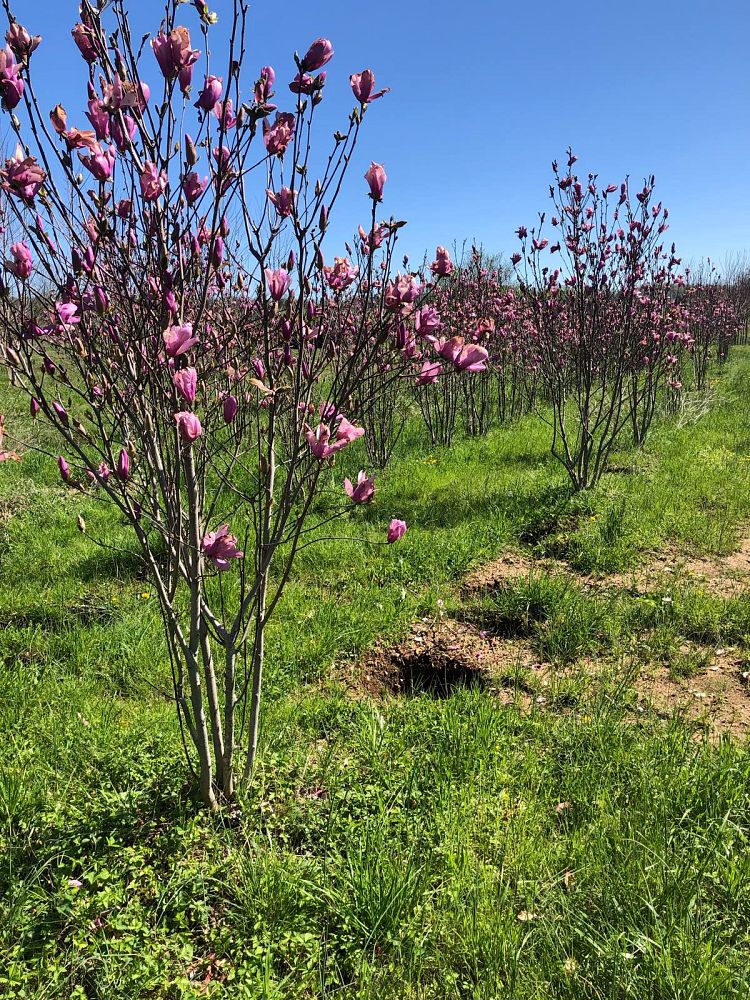 magnolia-jane-deciduous-magnolia