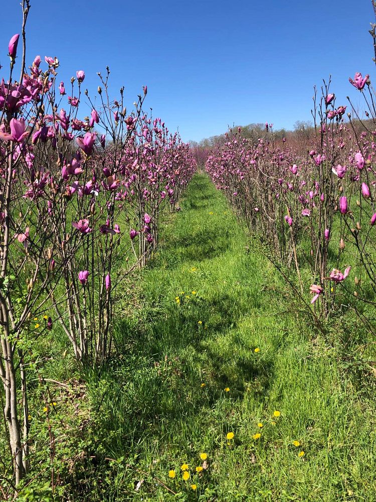 magnolia-jane-deciduous-magnolia