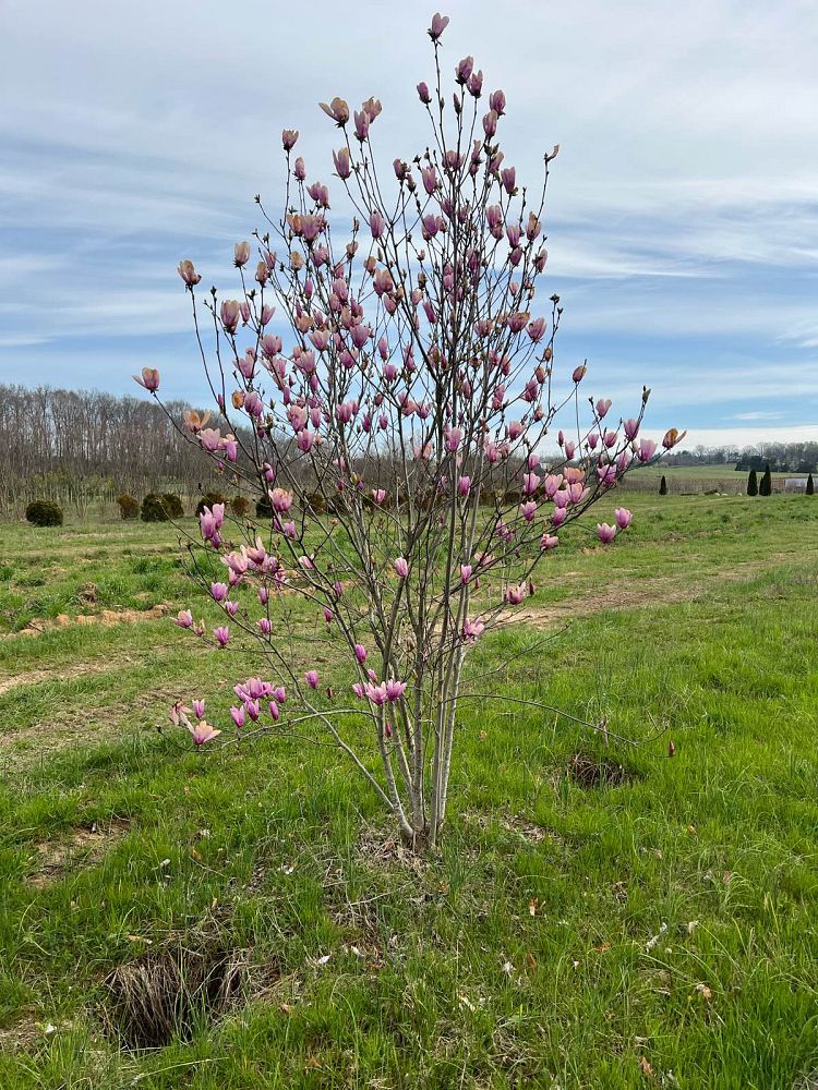 magnolia-jane-deciduous-magnolia