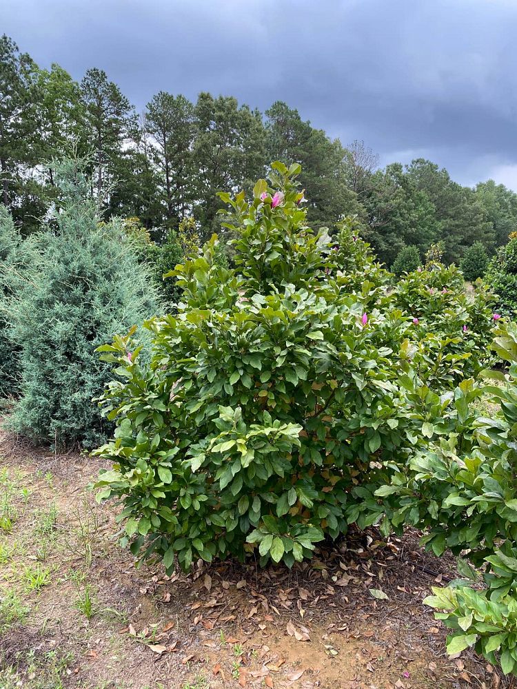 magnolia-jane-deciduous-magnolia