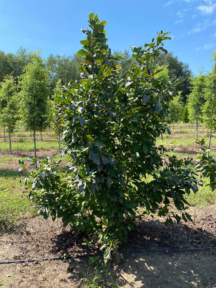 magnolia-jane-deciduous-magnolia
