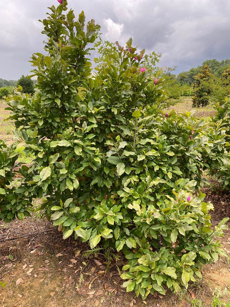 magnolia-jane-deciduous-magnolia