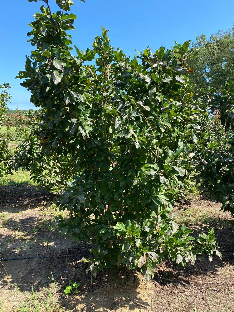 magnolia-jane-deciduous-magnolia