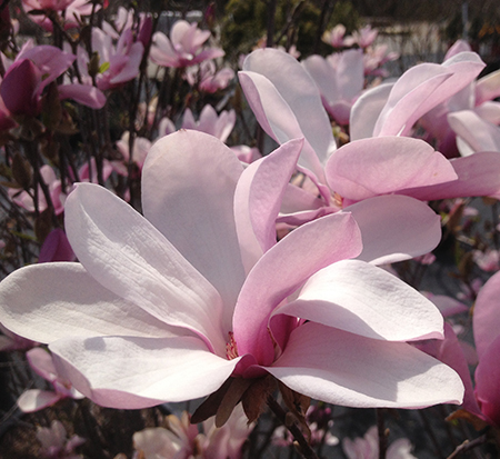 magnolia-jane-deciduous-magnolia