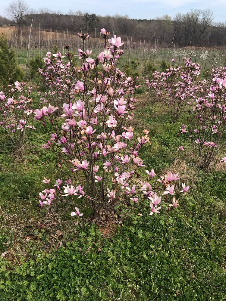magnolia-jane-deciduous-magnolia