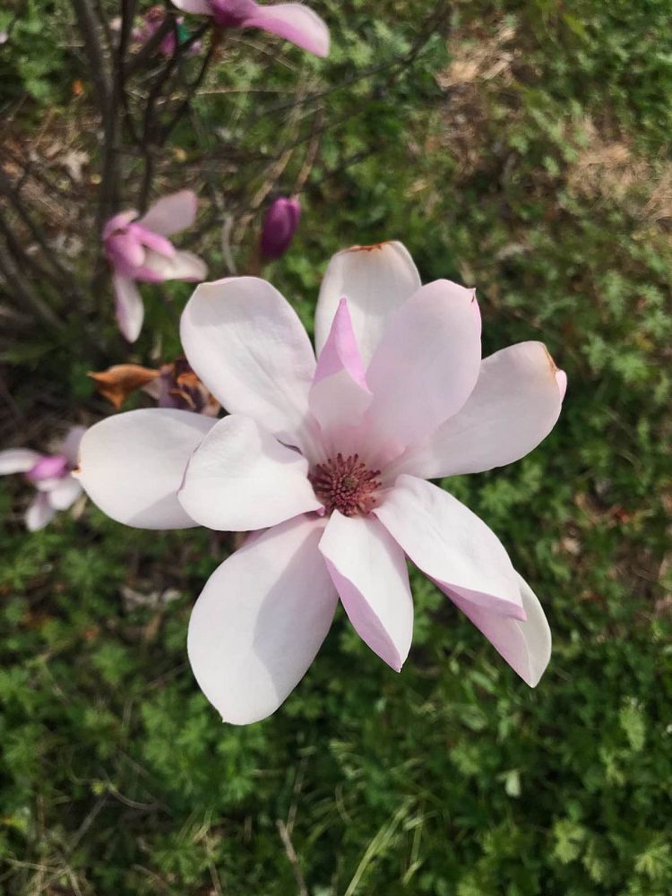 magnolia-jane-deciduous-magnolia