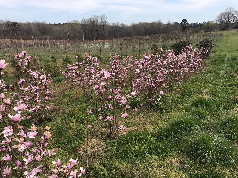 magnolia-jane-deciduous-magnolia