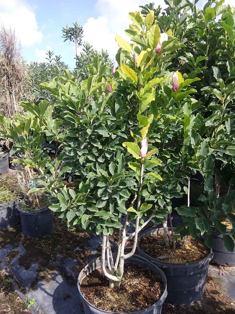 magnolia-jane-deciduous-magnolia