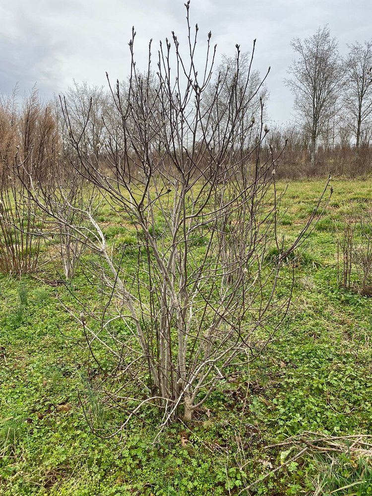 magnolia-jane-deciduous-magnolia