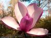 magnolia-jane-deciduous-magnolia