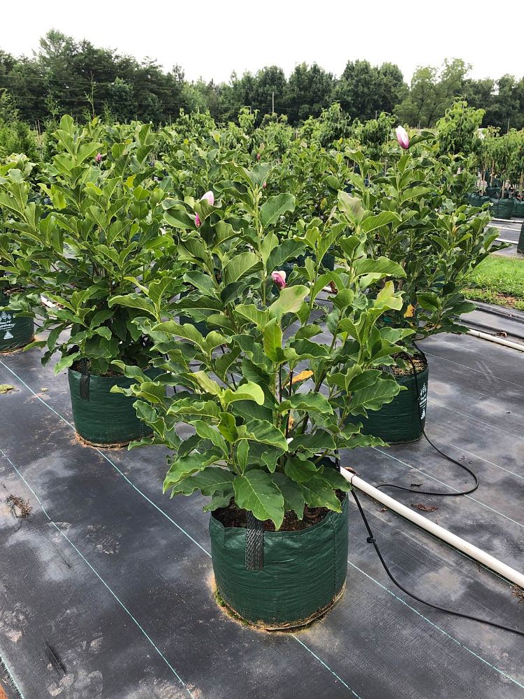 magnolia-jane-deciduous-magnolia