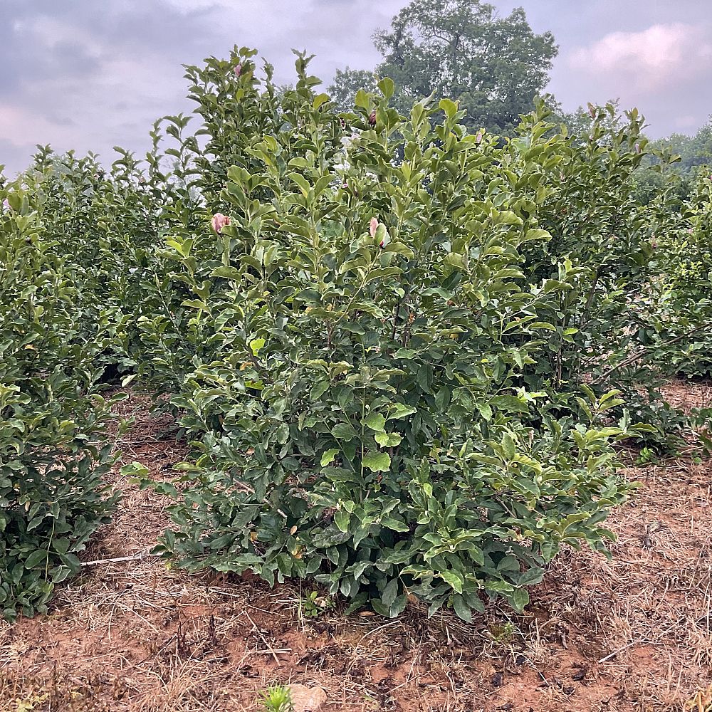 magnolia-jane-deciduous-magnolia
