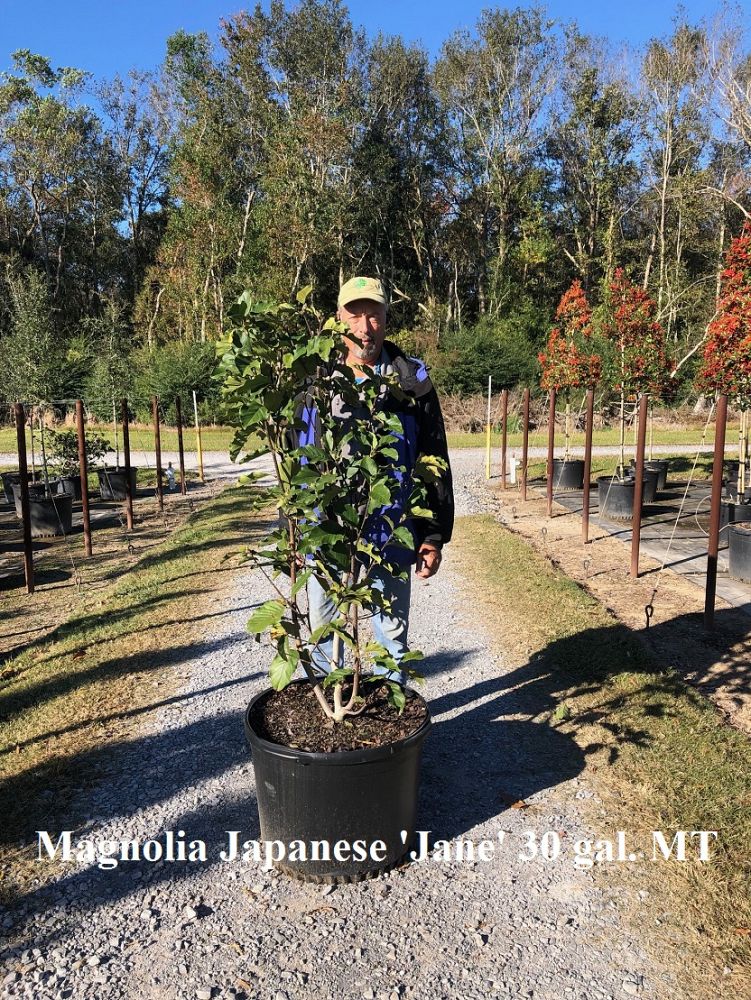 magnolia-jane-deciduous-magnolia