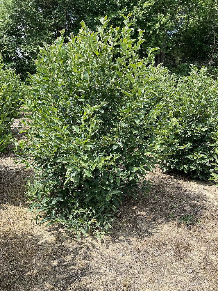 magnolia-jane-deciduous-magnolia
