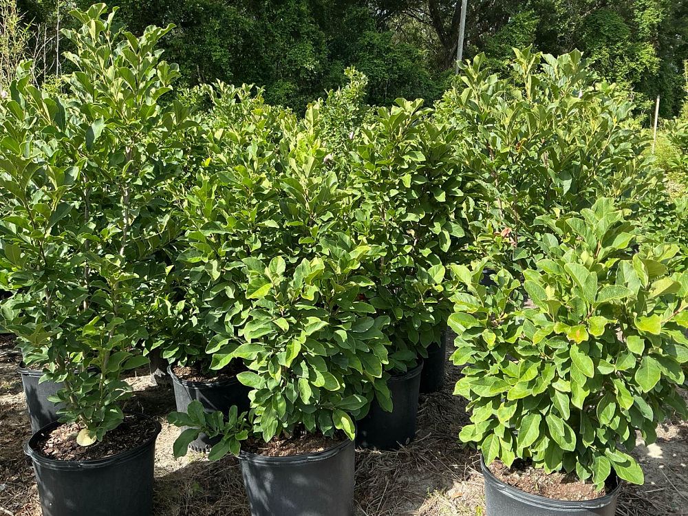 magnolia-jane-deciduous-magnolia
