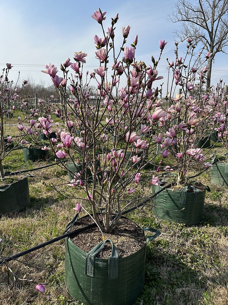 magnolia-jane-deciduous-magnolia