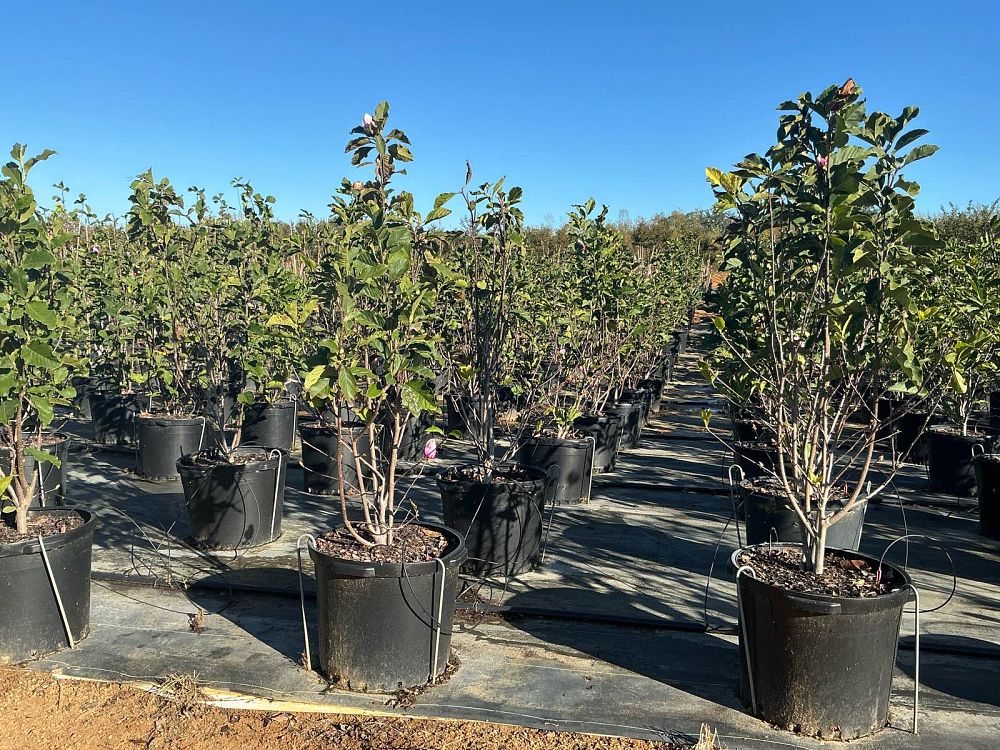 magnolia-jane-deciduous-magnolia