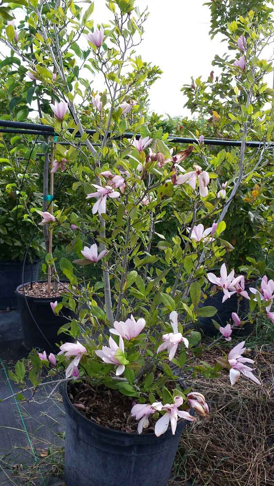 magnolia-kobus-kobus-magnolia