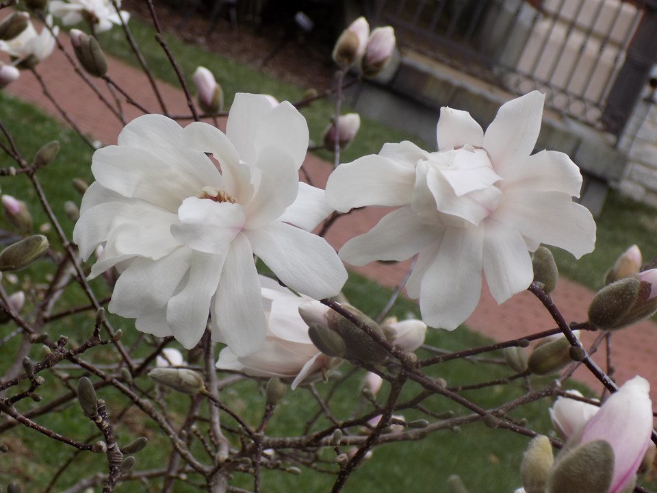 magnolia-kobus-kobus-magnolia