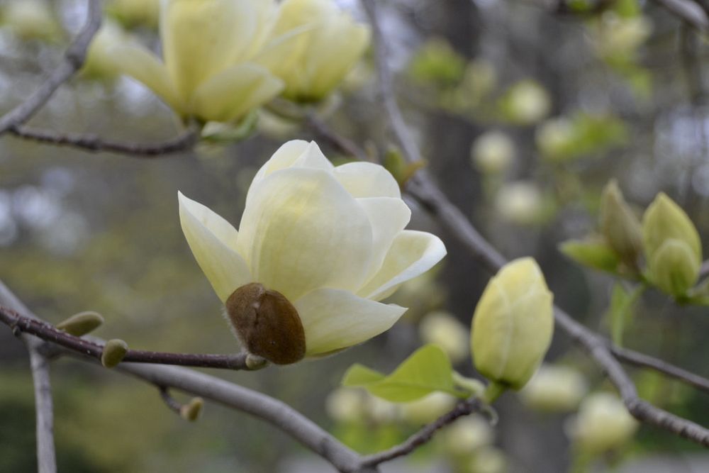 magnolia-lois-deciduous-magnolia