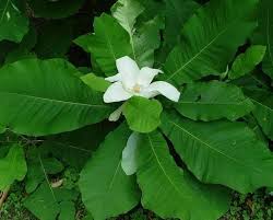magnolia-macrophylla-large-leaved-cucumber-tree-bigleaf-magnolia