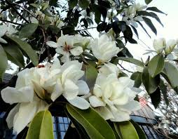 magnolia-maudiae