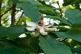 magnolia-obovata-japanese-whitebark-magnolia-japanese-bigleaf-magnolia-japanese-cucumber-tree