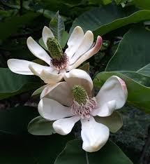 magnolia-officinalis-houpu-magnolia