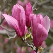 magnolia-ricki-deciduous-magnolia