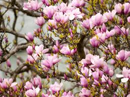 magnolia-rose-marie-deciduous-magnolia
