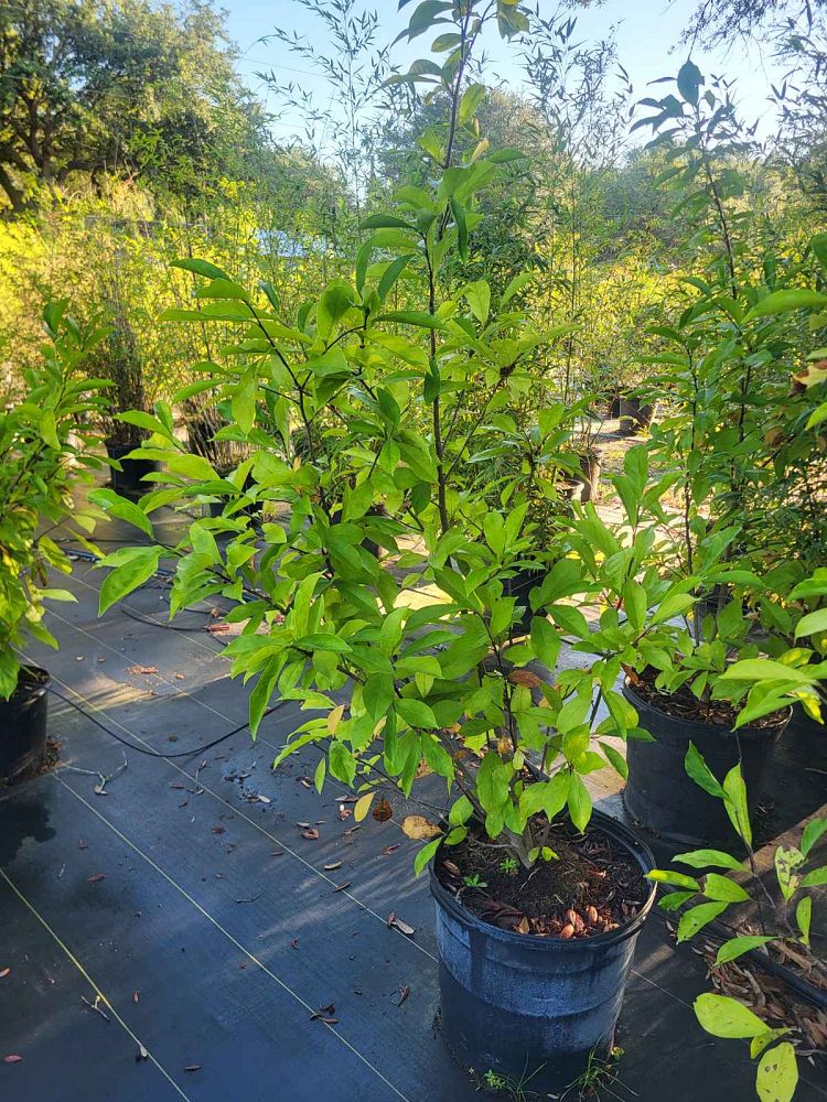 magnolia-salicifolia-japanese-willow-leaf-magnolia-anise-magnolia