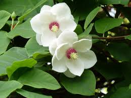 magnolia-sieboldii-michiko-renge-oyama-magnolia