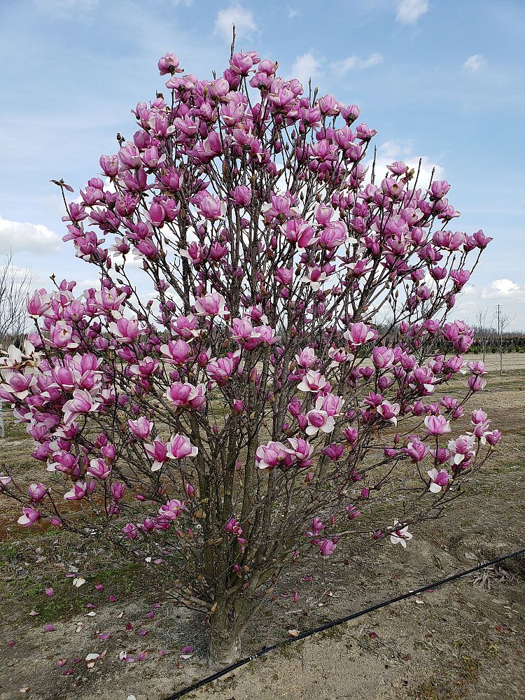 magnolia-soulangeana-alexandrina-saucer-magnolia-japanese-magnolia