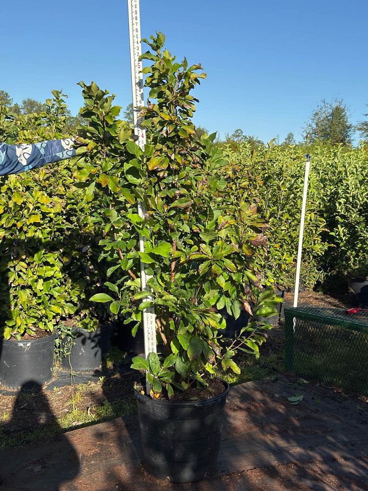 magnolia-soulangeana-saucer-magnolia-japanese-magnolia