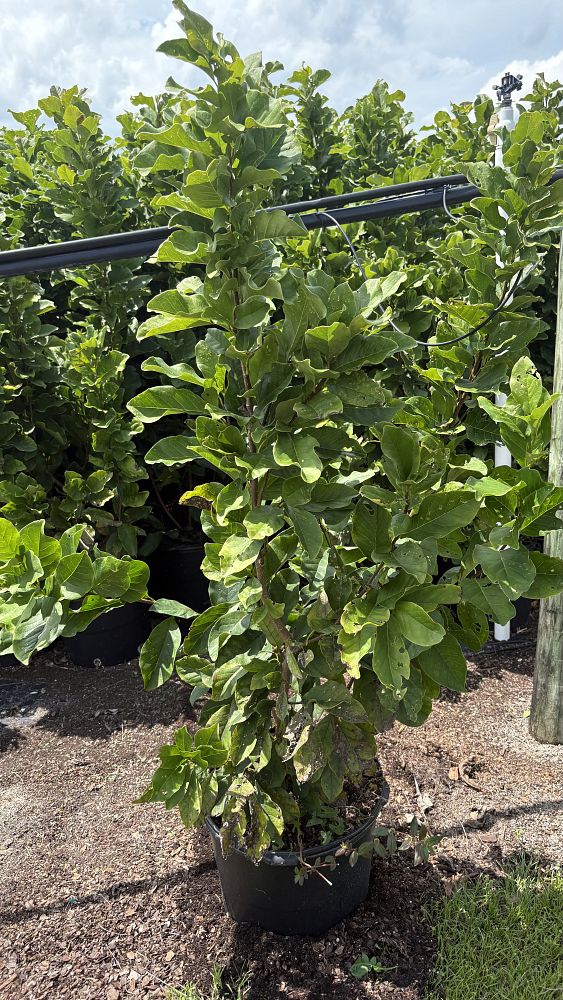 magnolia-soulangeana-saucer-magnolia-japanese-magnolia