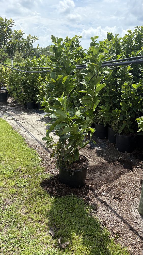 magnolia-soulangeana-saucer-magnolia-japanese-magnolia