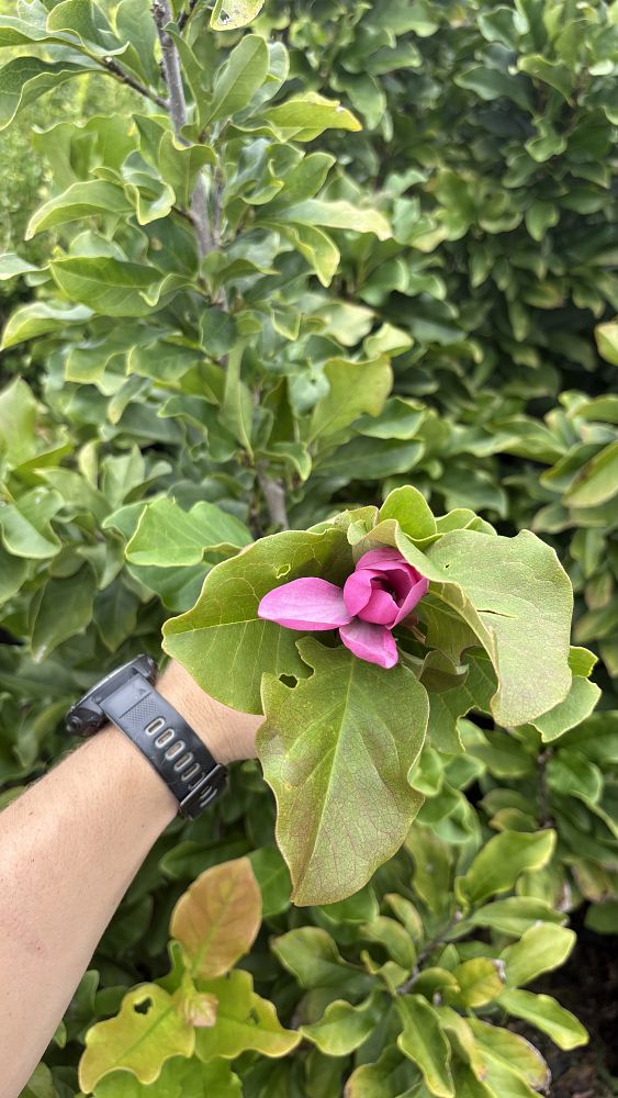 magnolia-soulangeana-saucer-magnolia-japanese-magnolia