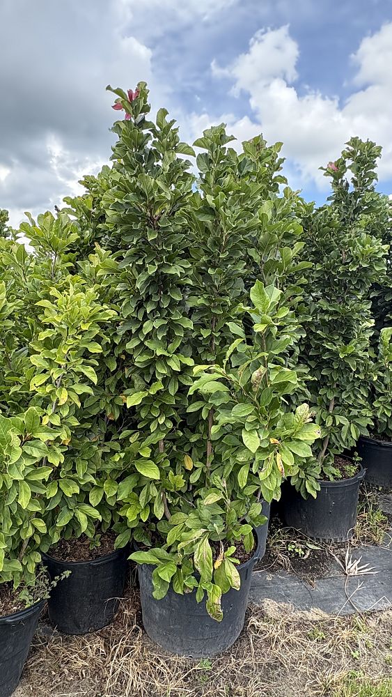 magnolia-soulangeana-saucer-magnolia-japanese-magnolia
