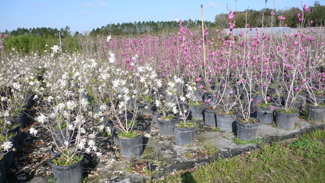 magnolia-stellata-royal-star-star-magnolia