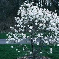 magnolia-stellata-royal-star-star-magnolia